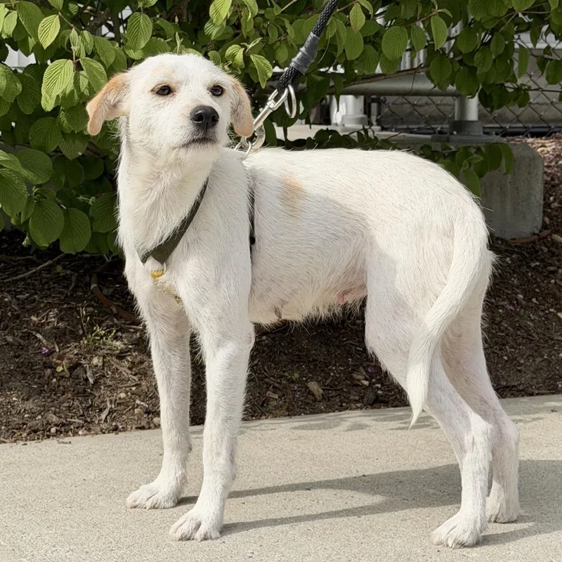 An adult small-sized female White / Cream Terrier dog named Cannoli for adoption in East Hampton, NY
