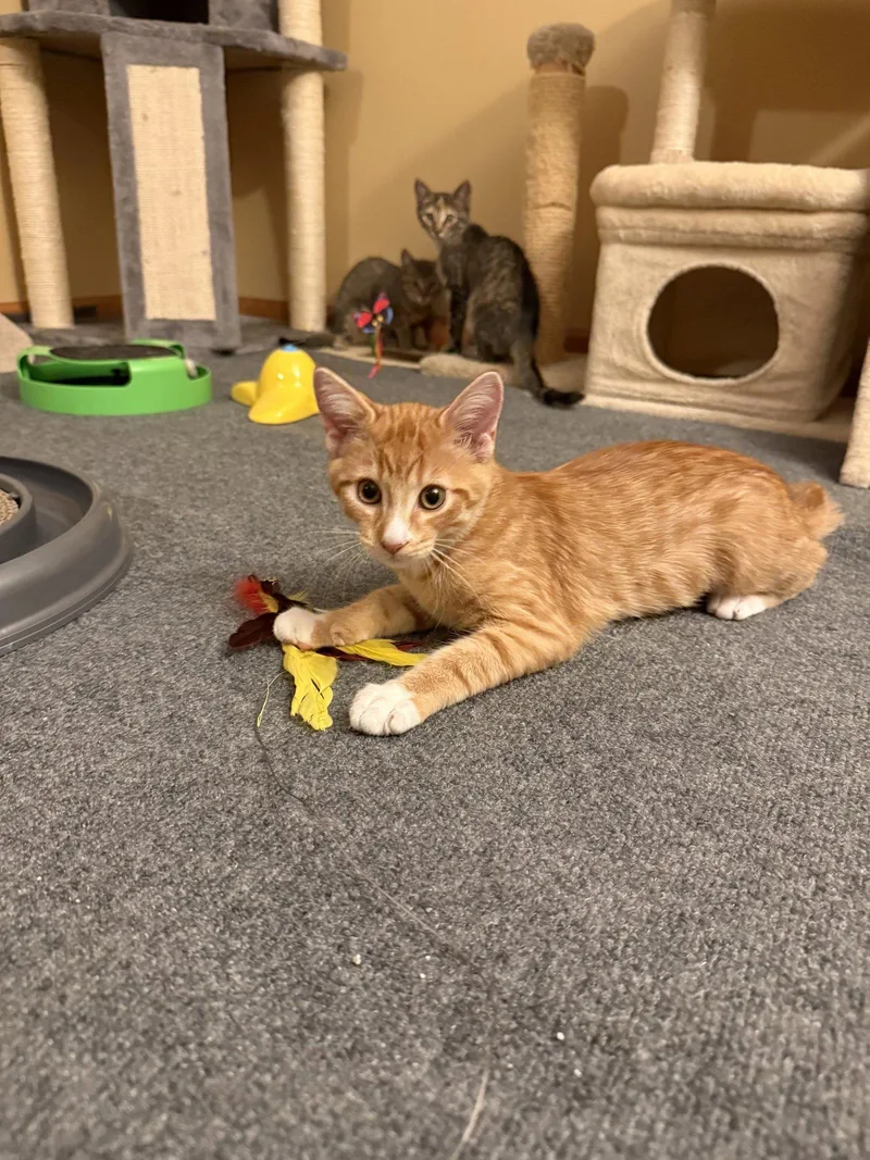 A baby medium-sized male Orange / Red Domestic Short Hair cat named Ziggy for adoption in Wheaton, IL