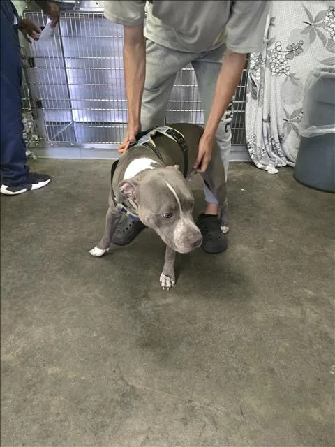 A young medium-sized female Pit Bull Terrier dog named Tammy for adoption in Los Angeles, CA