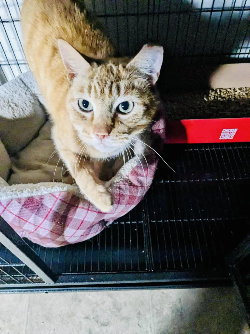A senior medium-sized male Orange / Red Domestic Short Hair cat named Todd for adoption in LITTLE MOUNTAIN, SC