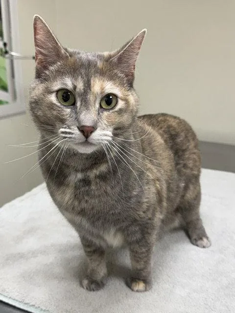An adult medium-sized female Domestic Short Hair cat named Ellie Mae for adoption in Lancaster, PA