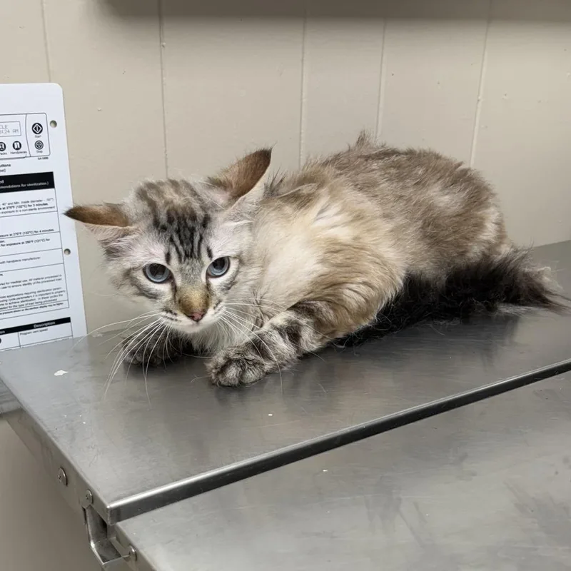 A senior medium-sized male Cream / Ivory Domestic Medium Hair cat named TUSCStray for adoption in Tuscaloosa, AL