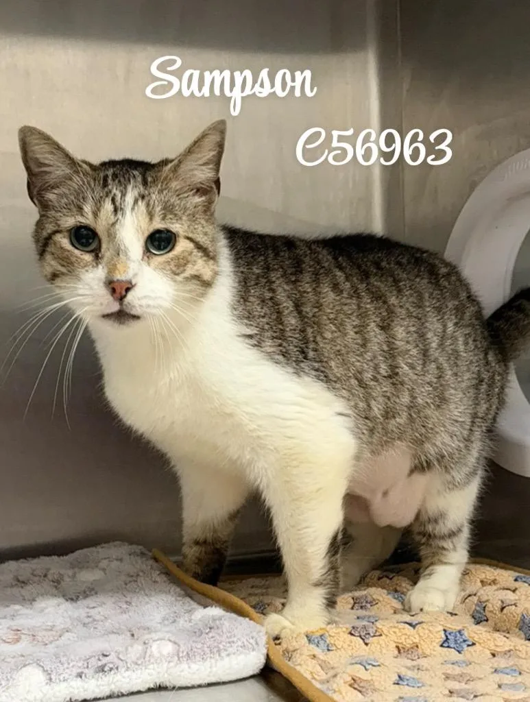 Sampson