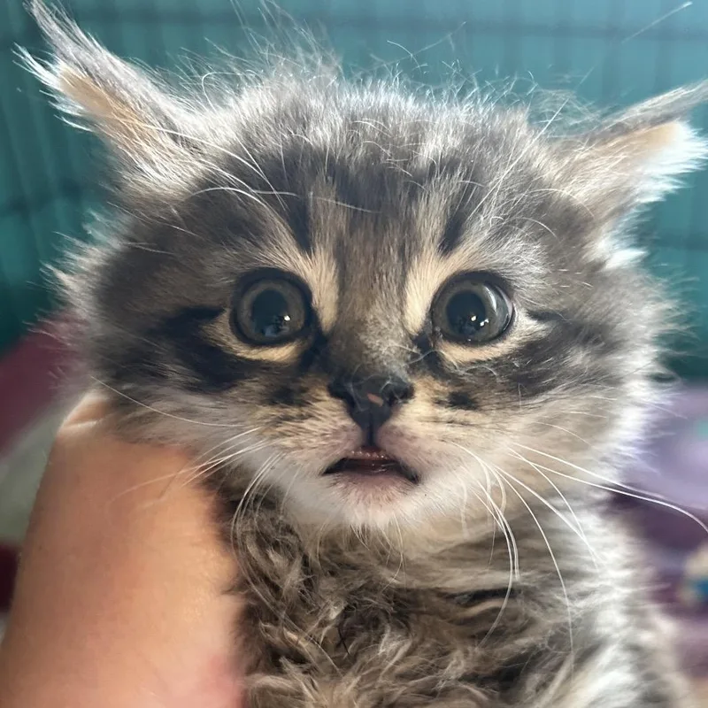 A baby small-sized male Domestic Medium Hair cat named Bronx for adoption in Irwin, PA