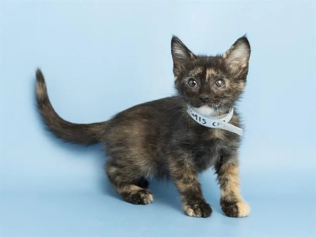 A baby small-sized female Domestic Short Hair cat named Rocky for adoption in Phoenix, AZ