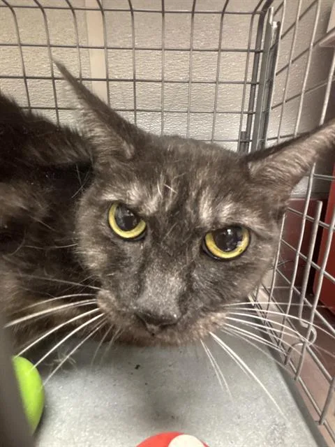 An adult small-sized female Domestic Short Hair cat named Kiki for adoption in Las Vegas, NV