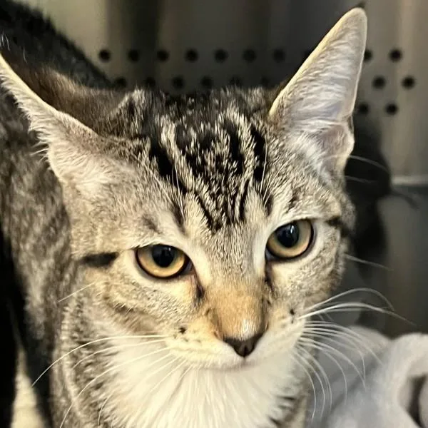 A baby medium-sized female Domestic Short Hair cat named Malachite for adoption in Dublin, CA