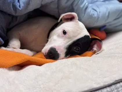 An adult medium-sized female Mixed Breed dog named Zee for adoption in West Chester, PA