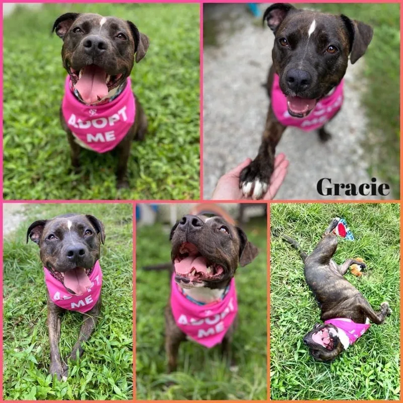 Gracie thumbnail 2