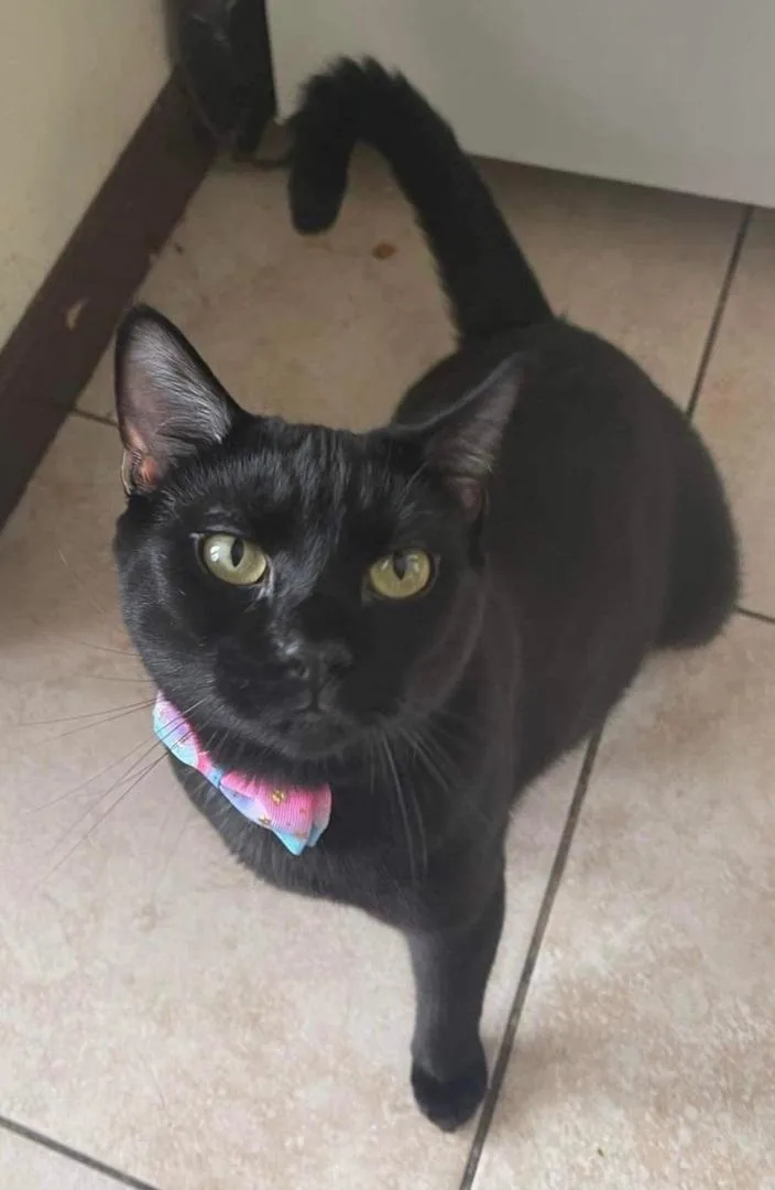 Venus & Jax thumbnail 2