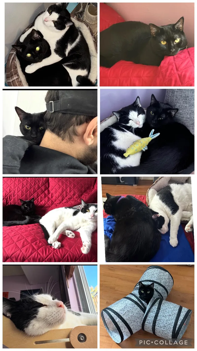 Venus & Jax thumbnail 3