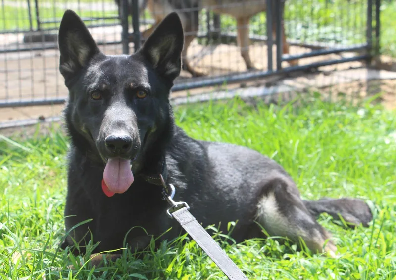 An adult large-sized male German Shepherd Dog dog named Adonis for adoption in Poland, IN