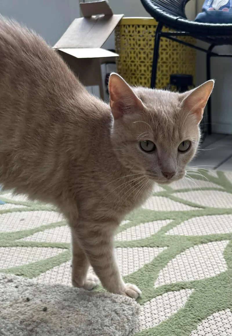 A young medium-sized male Orange & White Domestic Short Hair cat named Neyland for adoption in Byrdstown, TN