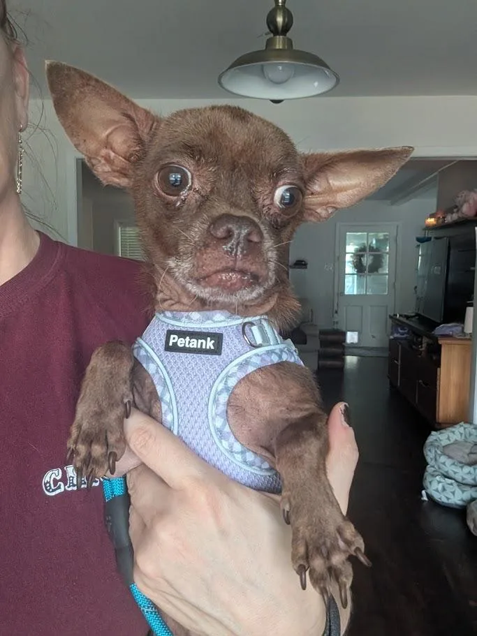 An adult small-sized male Chihuahua dog named Chomp for adoption in Bryan, TX