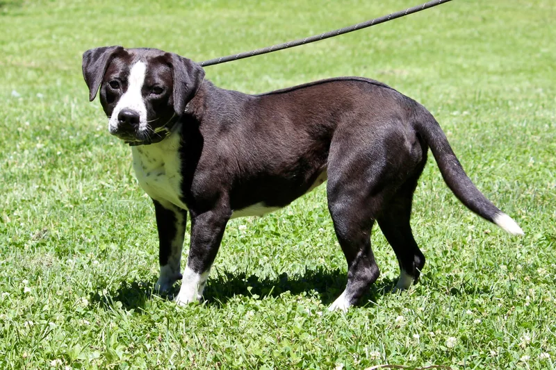 An adult medium-sized female Black Mixed Breed dog named Jelly for adoption in Brazil, IN