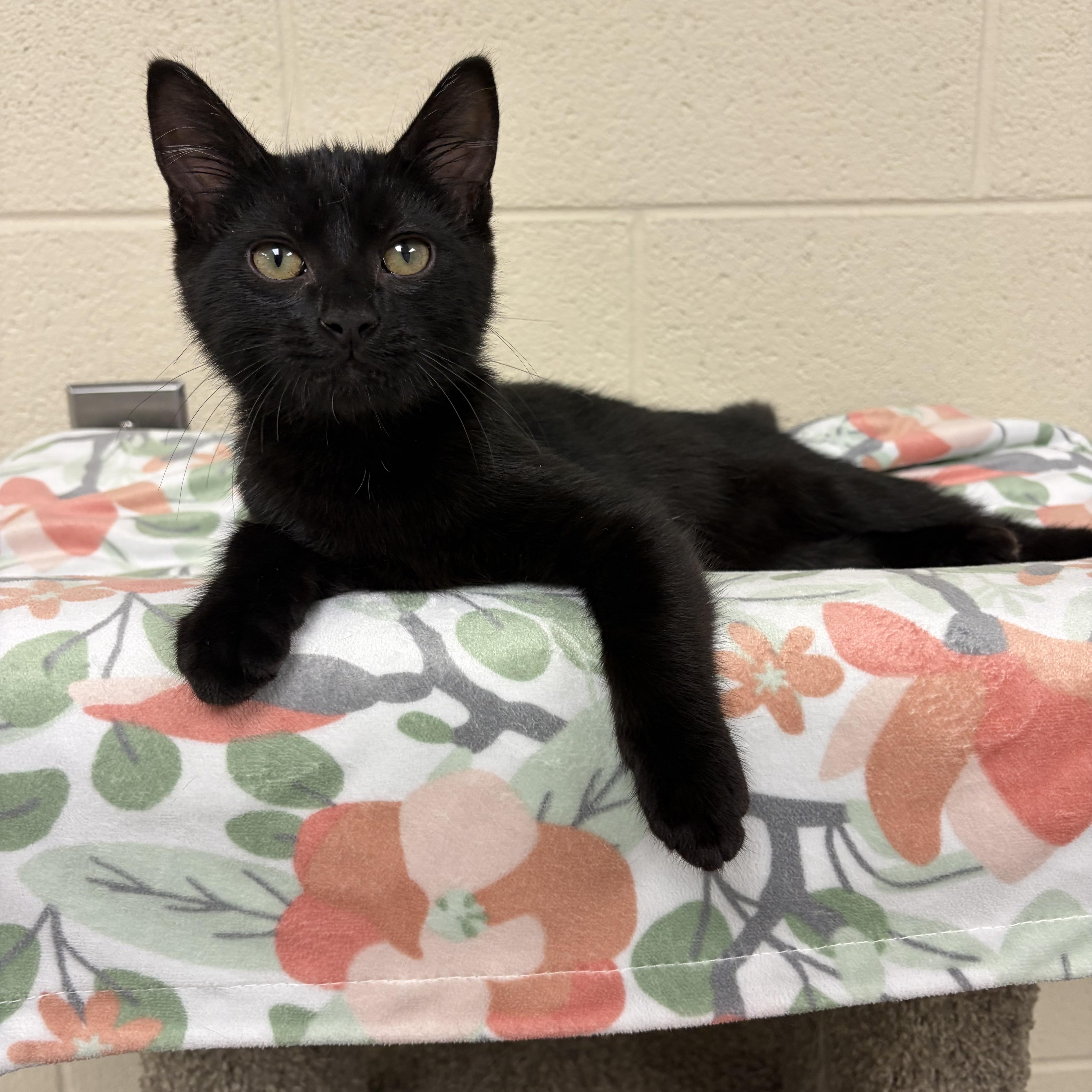 A young small-sized male Black Domestic Short Hair cat named Snickers for adoption in Valparaiso, IN