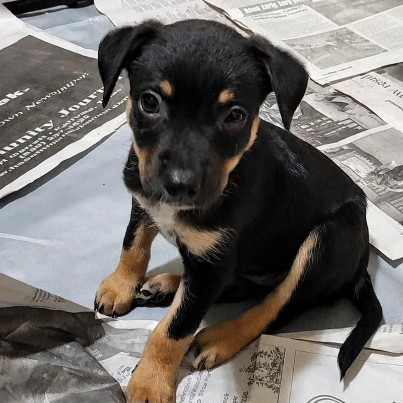 A baby medium-sized female Black Terrier dog named Azteca SH for adoption in Austin, TX