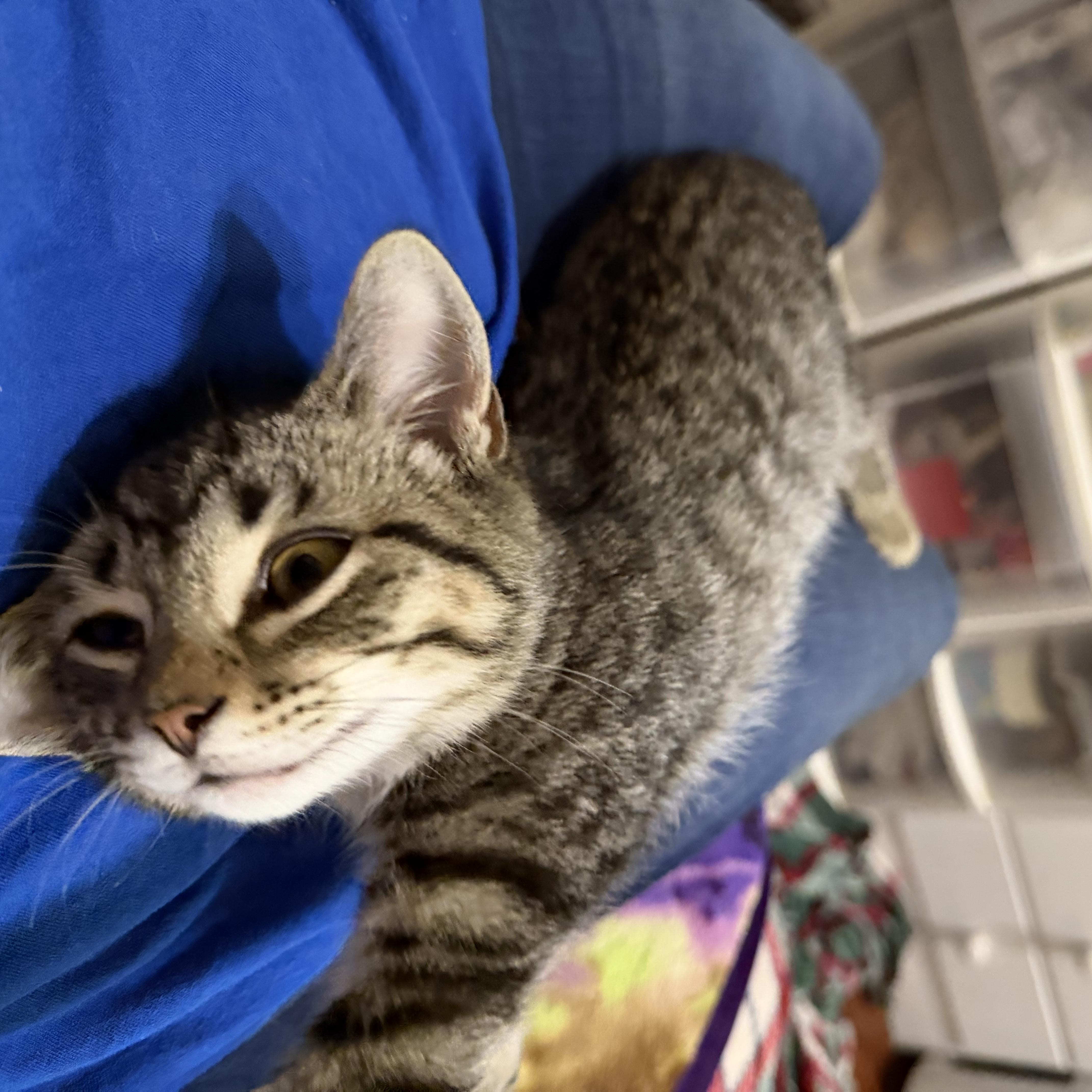 A baby medium-sized male Tabby (Brown / Chocolate) Domestic Short Hair cat named Cocomelon for adoption in Muncie, IN