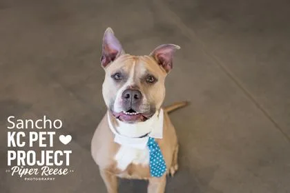 An adult large-sized male Yellow / Tan / Blond / Fawn Pit Bull Terrier dog named Sancho for adoption in Kansas City, MO
