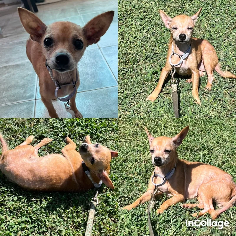 An adult small-sized female Chihuahua dog named Clarice for adoption in Knoxville, TN