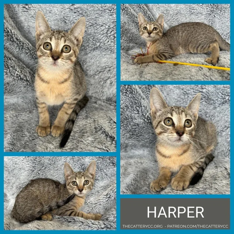 A baby small-sized female Domestic Short Hair cat named Harper for adoption in Corpus Christi, TX