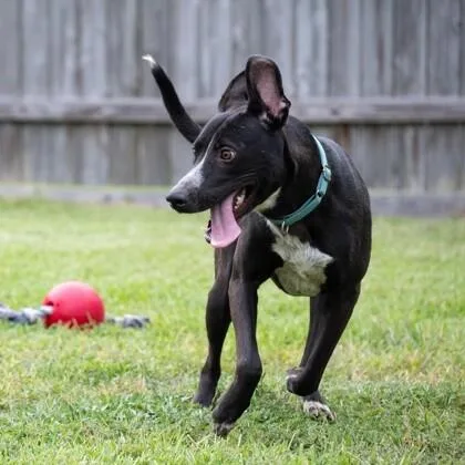 An adult medium-sized female Black Labrador Retriever dog named Miley for adoption in Houston, TX