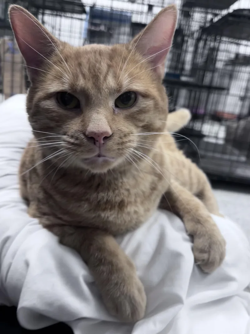 An adult medium-sized male Tabby (Orange / Red) Domestic Short Hair cat named Twinky for adoption in Youngstown, OH