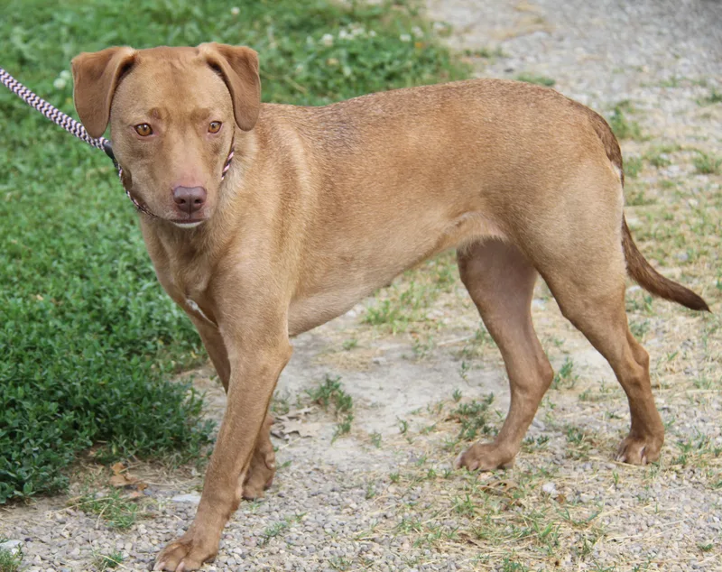 An adult medium-sized female Yellow / Tan / Blond / Fawn Labrador Retriever dog named Charlotte Fka Heidi for adoption in Marietta, OH