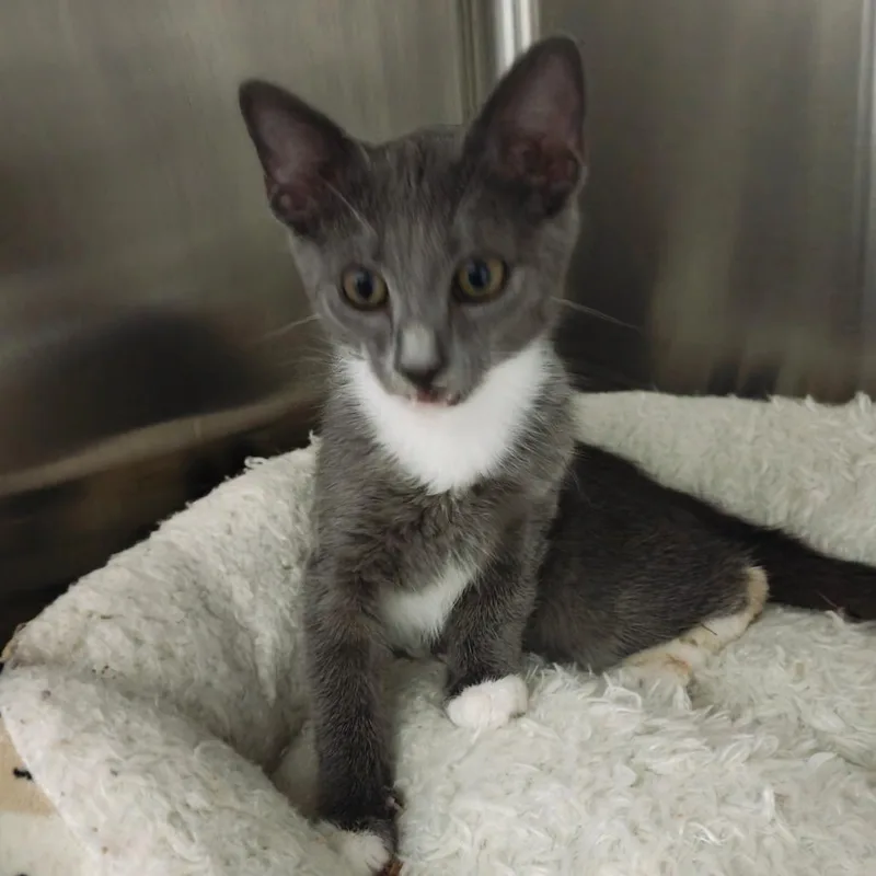 A baby small-sized male Gray / Blue / Silver Domestic Short Hair cat named Earl Gray for adoption in Parkland, FL
