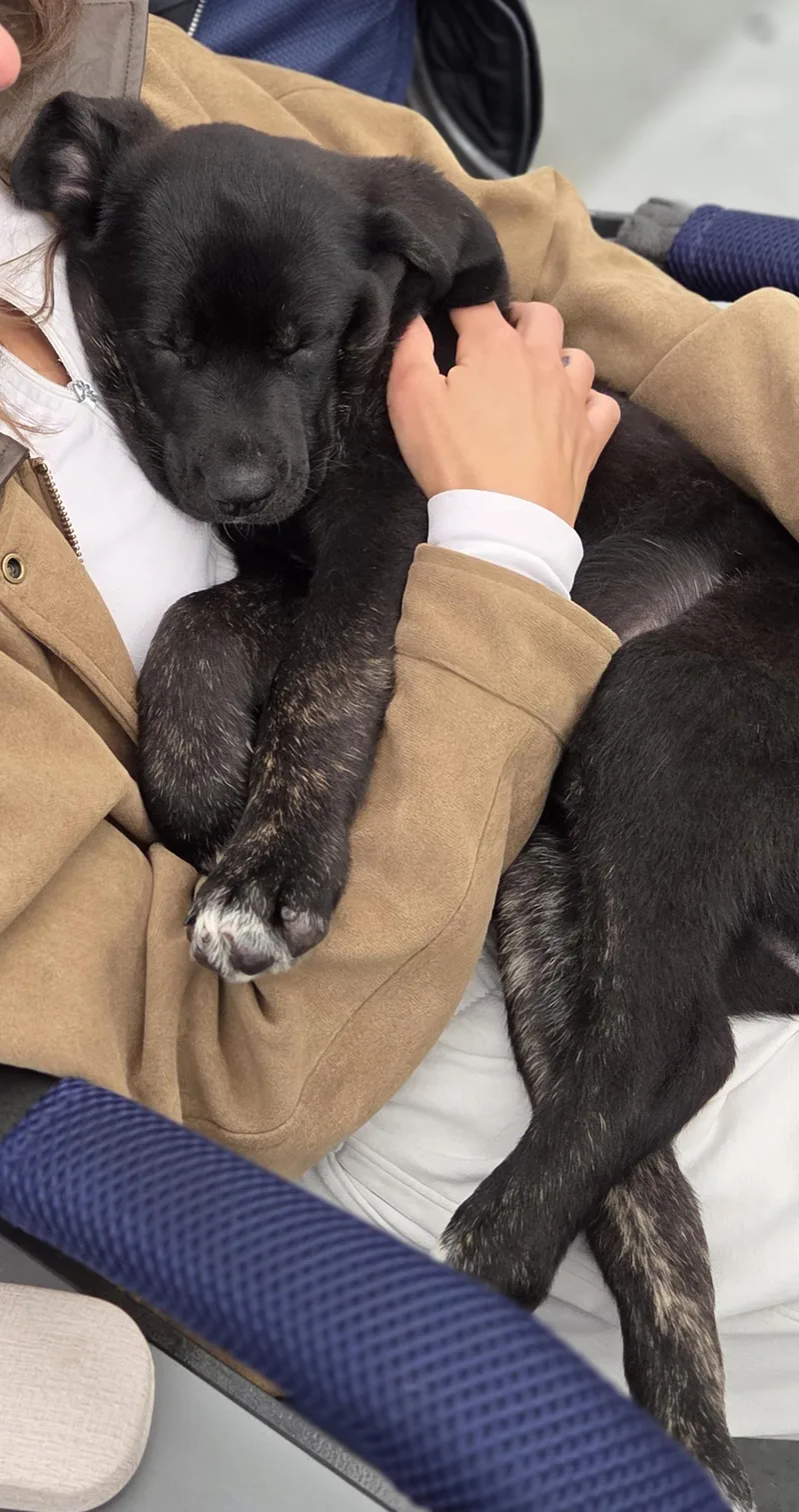 A baby large-sized female Black Labrador Retriever dog named Verbena for adoption in Hillsdale, NY