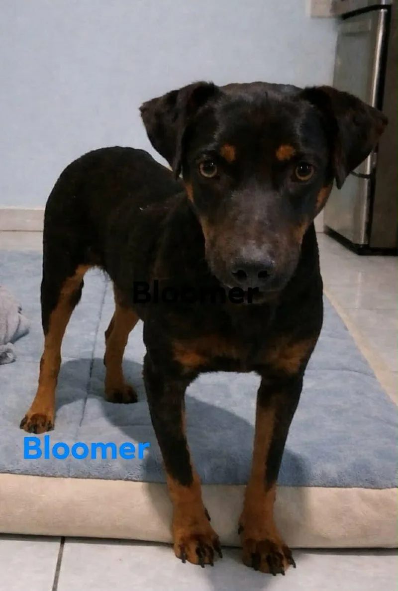 Boomer thumbnail 2
