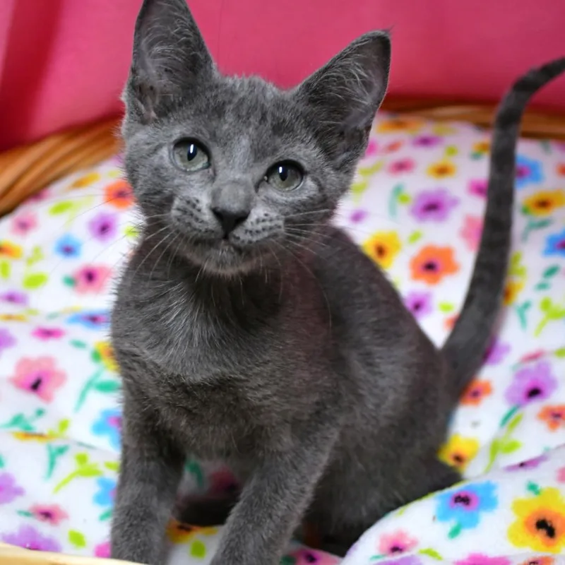 A baby small-sized female Gray / Blue / Silver Domestic Short Hair cat named BACStray for adoption in Beaumont, TX