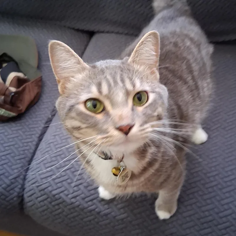 An adult medium-sized male Gray / Blue / Silver American Shorthair cat named Baby  Mr. Meowgi for adoption in Rochester, MN