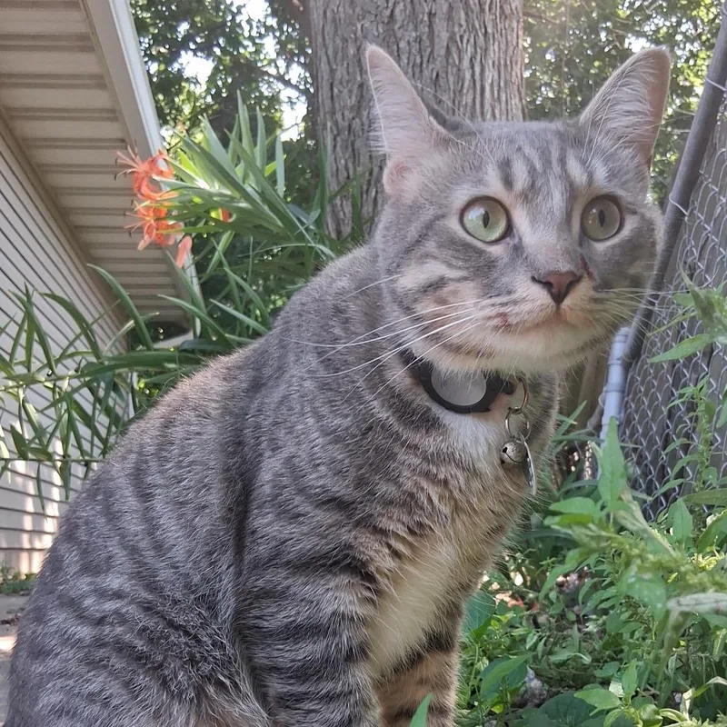 Baby  Mr. Meowgi thumbnail 2