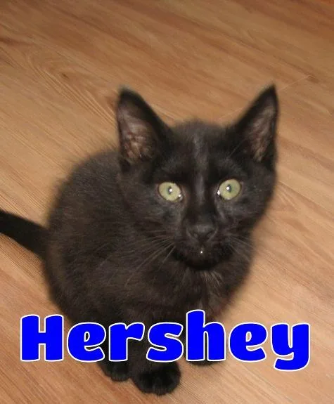 Hershey thumbnail 4