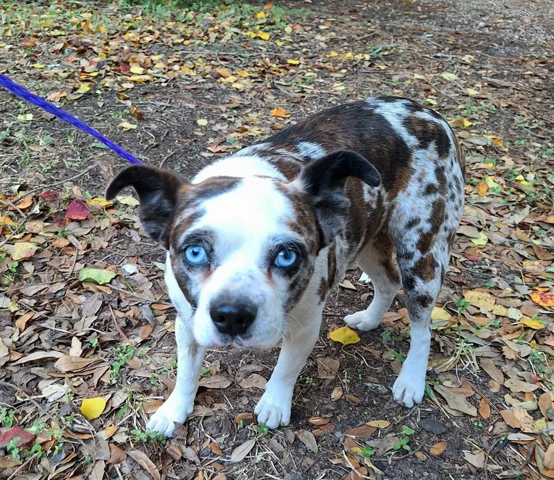 An adult small-sized male White / Cream Pug dog named Kamalo BLT for adoption in Missouri City, TX