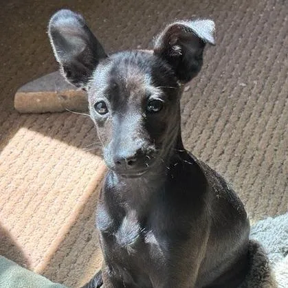 A baby small-sized female Black Chihuahua dog named Magnolia ~ Cat Friendly for adoption in Lucedale, MS