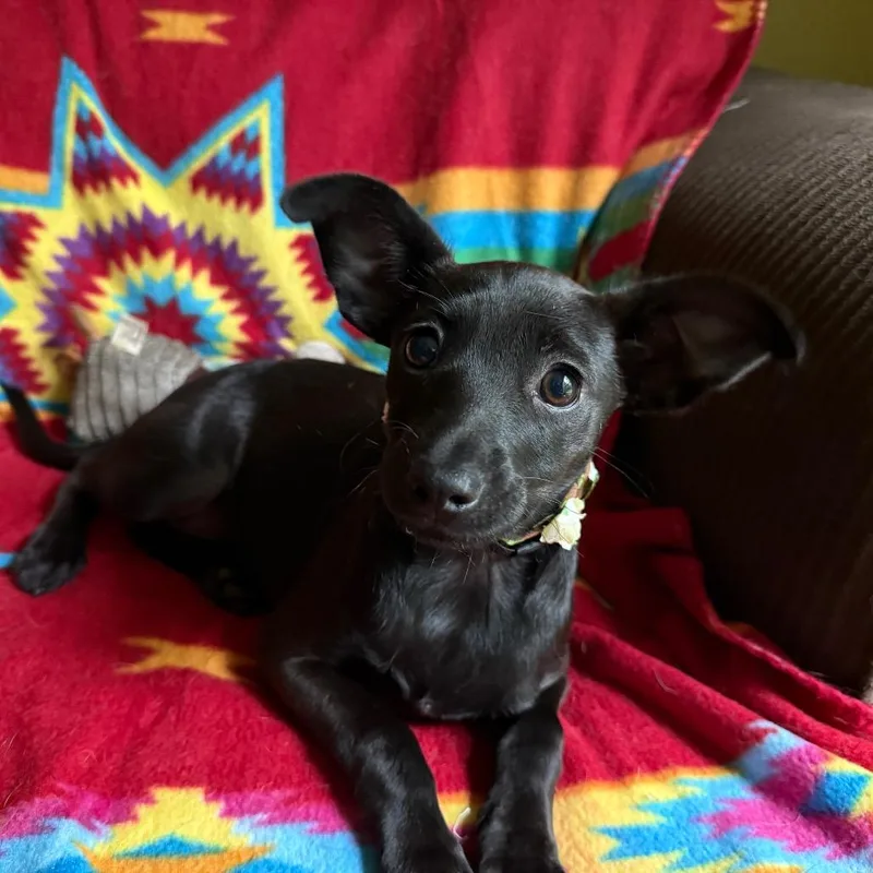 Magnolia ~ Cat Friendly thumbnail 3