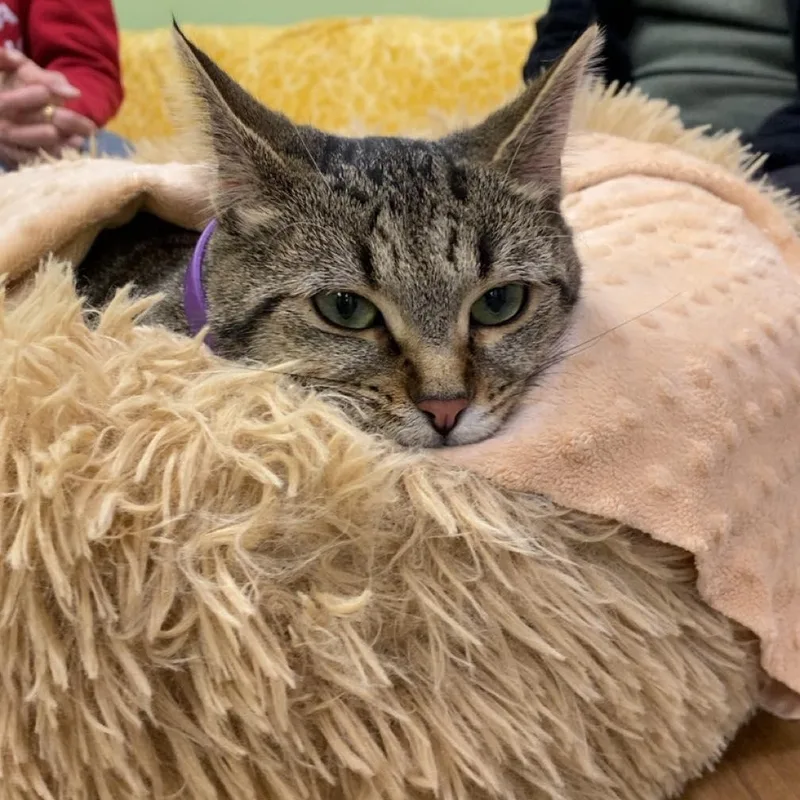 Kali Avo thumbnail 2