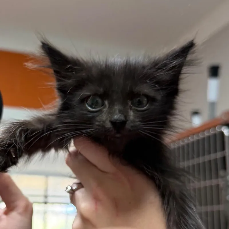 A baby small-sized male Black Domestic Medium Hair cat named Tsunami for adoption in Pensacola, FL