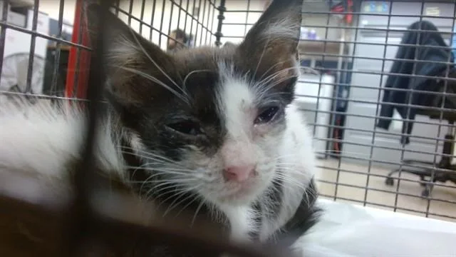 A baby small-sized female Domestic Short Hair cat named Eve for adoption in Miami, FL