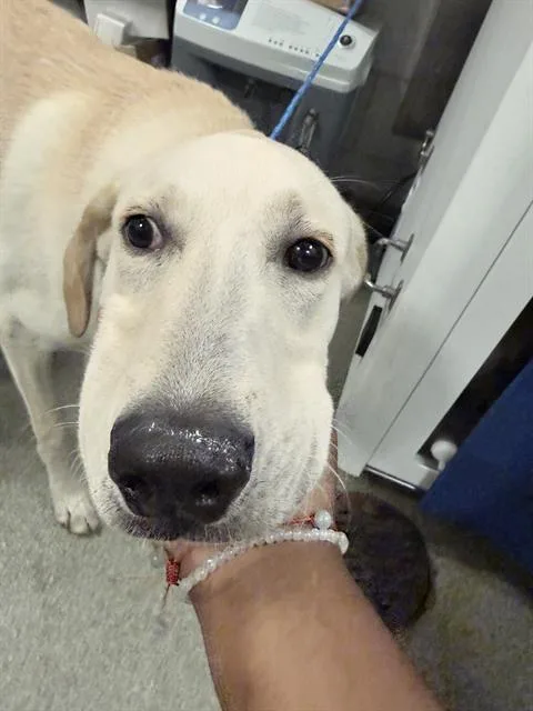 A young medium-sized male Mixed Breed dog named Monkey for adoption in Dallas, TX