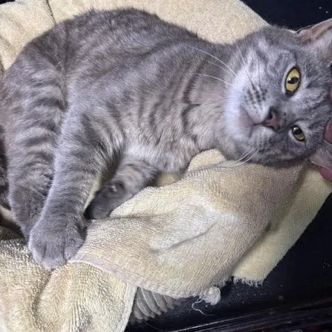 A young medium-sized female Tabby (Gray / Blue / Silver) Tabby cat named Ellie for adoption in Churchville, PA