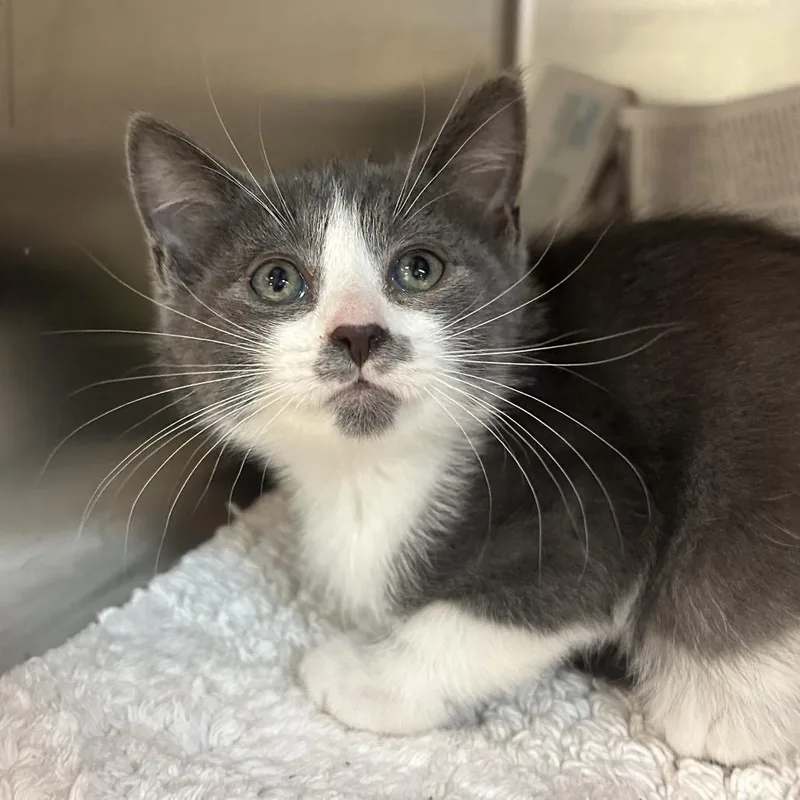 A baby small-sized male Gray / Blue / Silver Domestic Short Hair cat named Joshua Tree for adoption in Charlottesville, VA