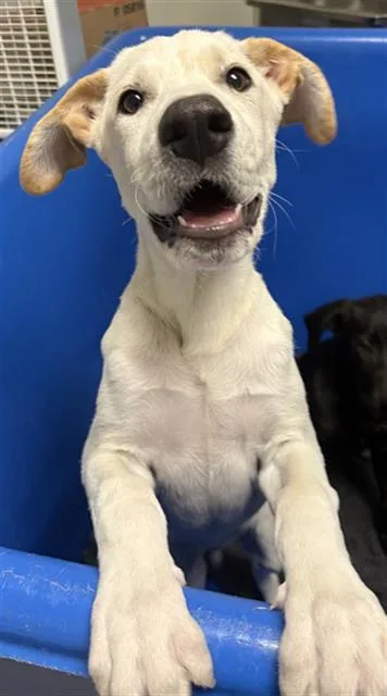 A baby medium-sized male Labrador Retriever dog named Jerry for adoption in Bakersfield, CA