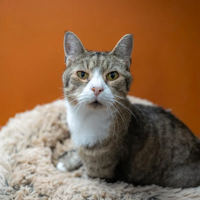 An adult medium-sized female Gray / Blue / Silver Domestic Short Hair cat named Meredith for adoption in Gainesville, GA
