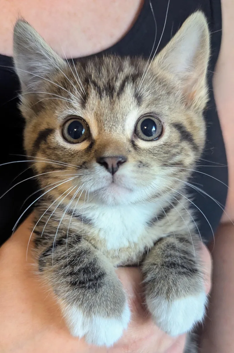 A baby small-sized female Domestic Short Hair cat named Kiwi for adoption in BREINIGSVILLE, PA