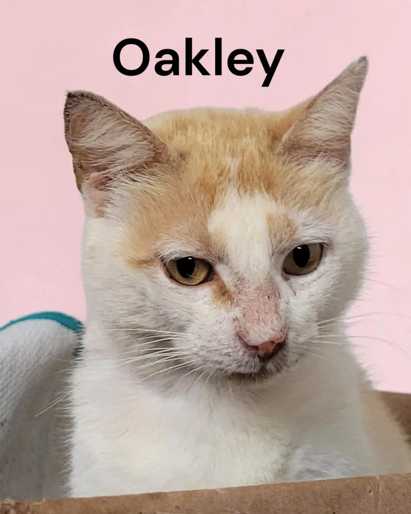 A young medium-sized female Domestic Short Hair cat named Oakley for adoption in Weems, VA