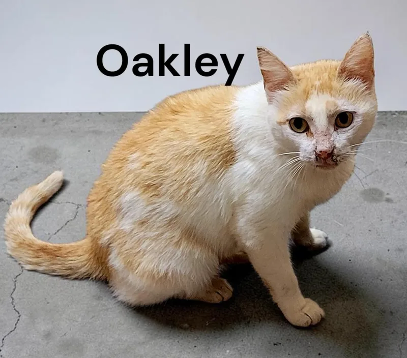 Oakley thumbnail 2