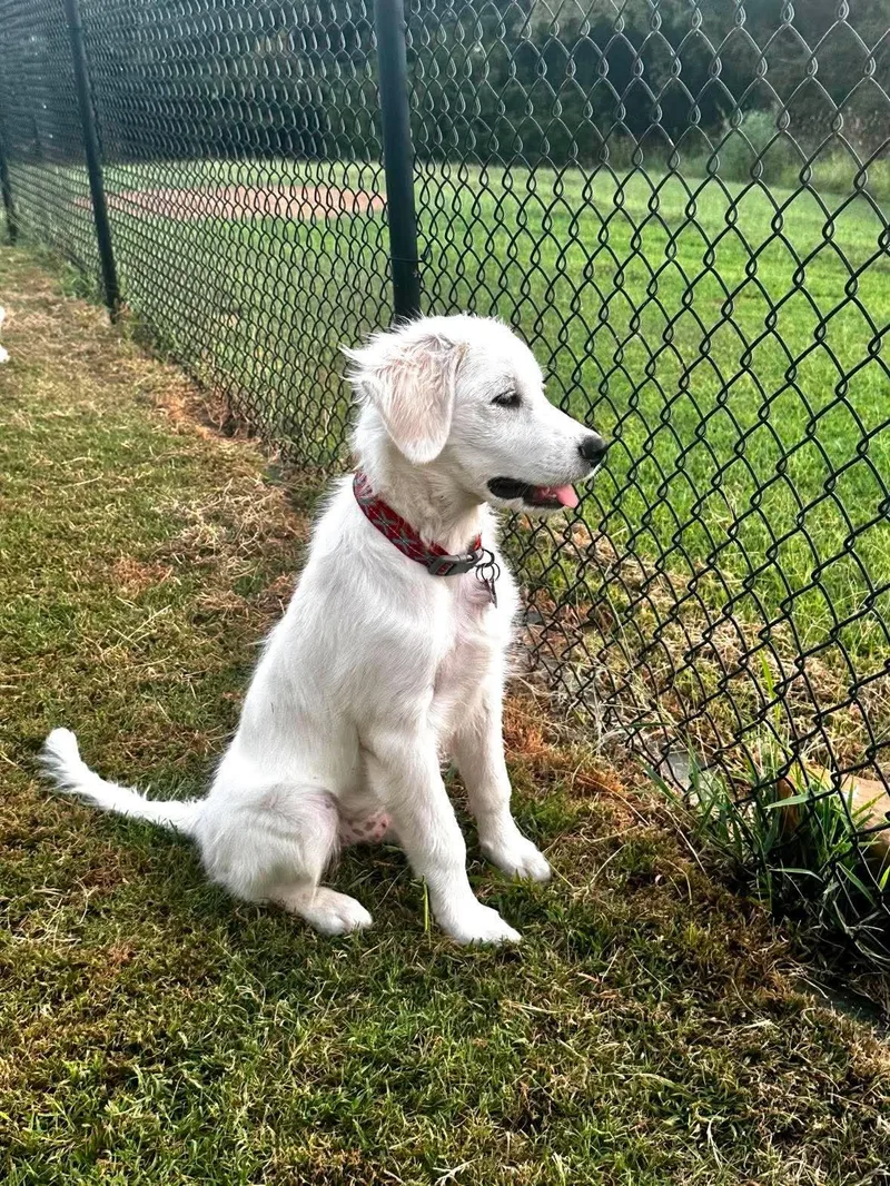 A baby large-sized female White / Cream Great Pyrenees dog named Countess for adoption in Kiowa, OK